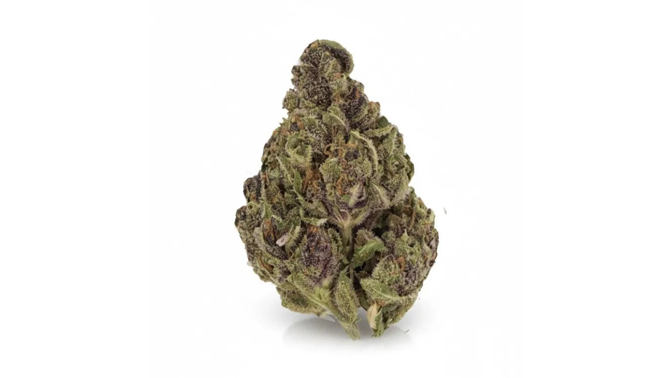 Tropicana Cookies, Cannabisblüte von LUANA
